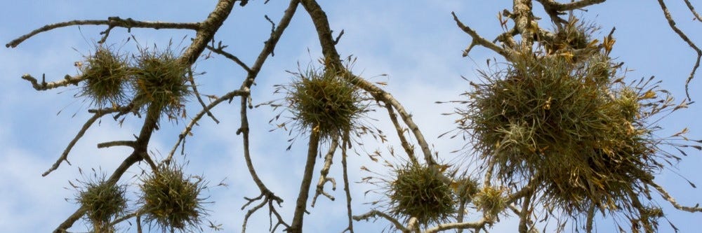 moss killer for trees
