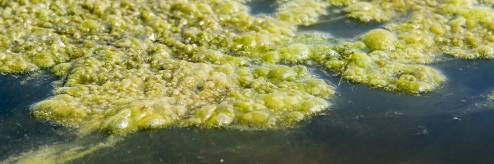 Algae