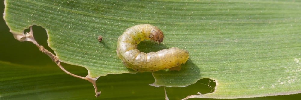 Armyworm Control: How To Get Rid of Army Worms