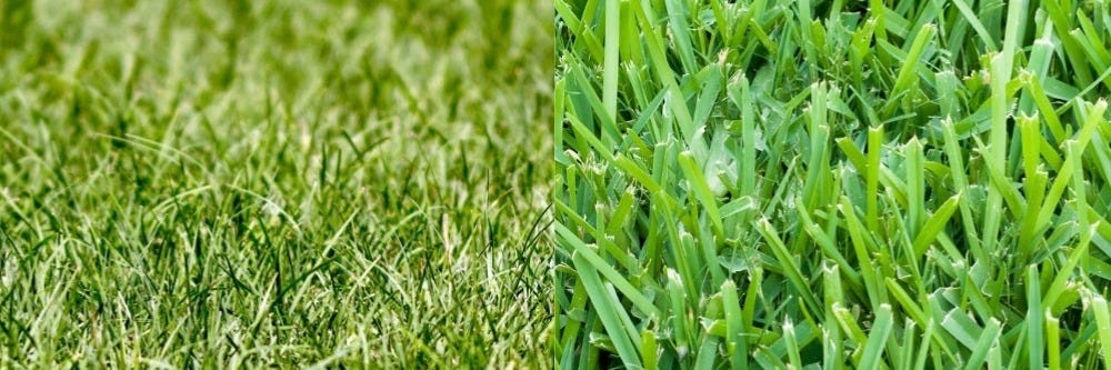 How to Reseed a Lawn in Summer