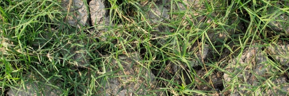 How to Care for Bermuda Grass: A Yearly Maintenance Program | Solutions