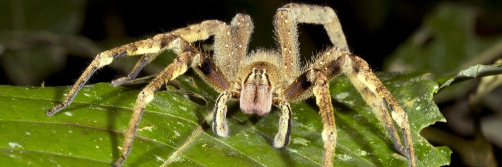 brazilian wandering spider in house