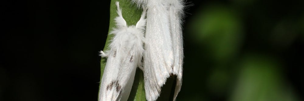 All Natural Brown Tail Moth Spray Relief 