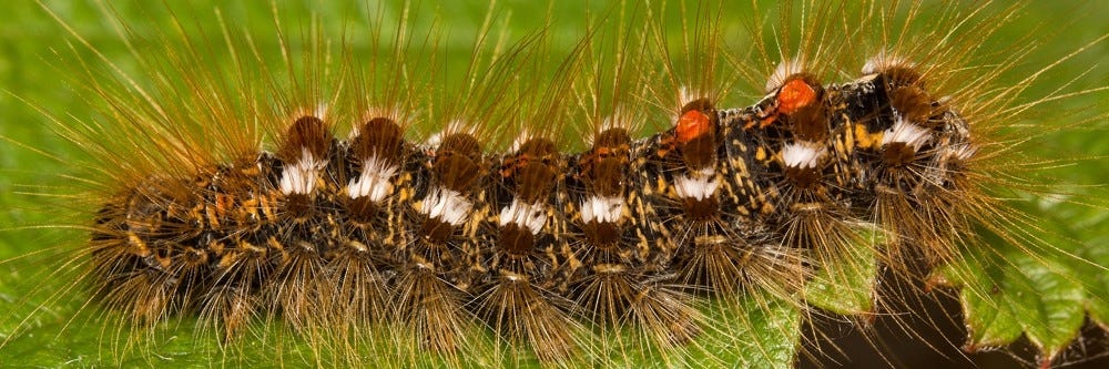 https://smhttp-ssl-60515.nexcesscdn.net/media/wysiwyg/solutions/categories/Browntail_Moth_Larvae.jpg