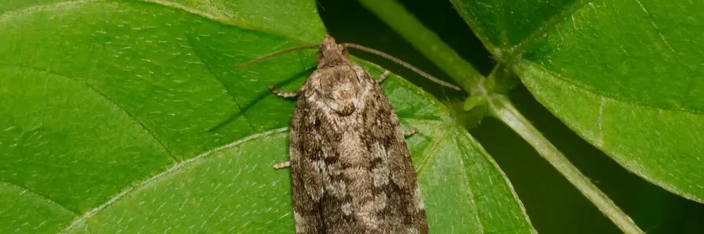 https://smhttp-ssl-60515.nexcesscdn.net/media/wysiwyg/solutions/categories/Budworm_Moth.jpg