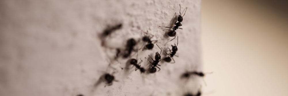 Signs of Carpenter Ants in Your House | Solutions Pest & Lawn