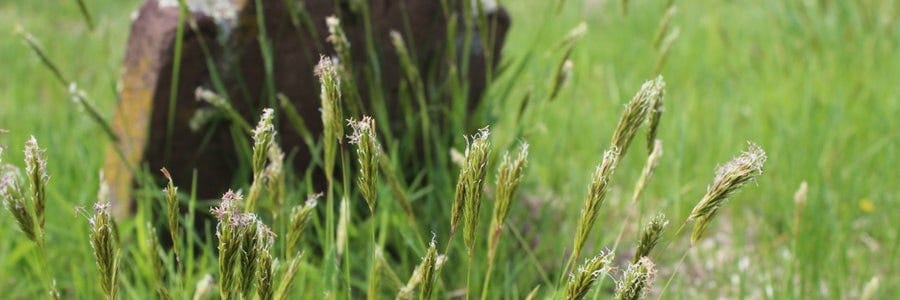 Weeds growing in a cemetery