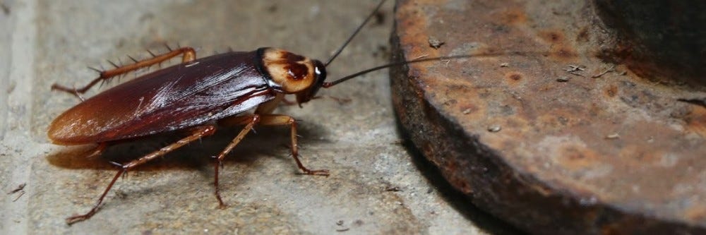 Cockroach around Plumbing