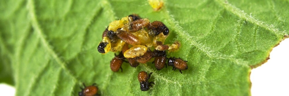 How To Get Rid Of Potato Bugs In Your Garden Diy Potato Beetle Treatment Guide Solutions Pest Lawn