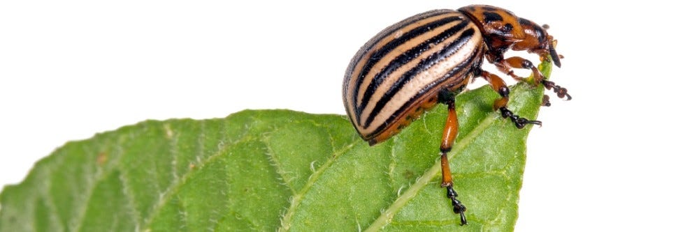How To Get Rid Of Potato Bugs In Your Garden Diy Potato Beetle Treatment Guide Solutions Pest Lawn
