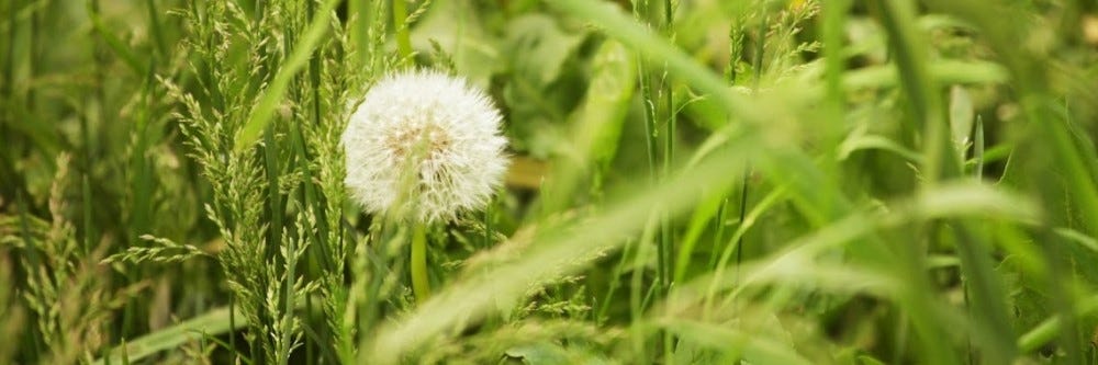 How To Get Rid of Dandelions: Dandelion Control