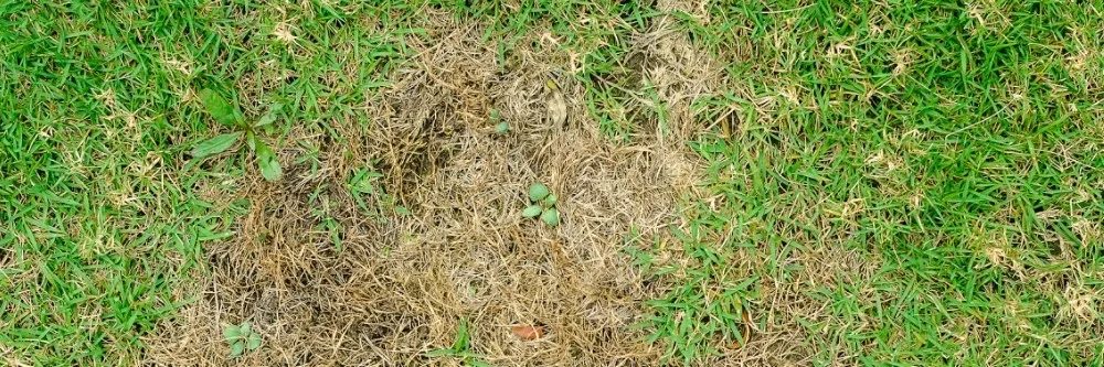 How to Tell the Difference Between Dead or Dormant Grass