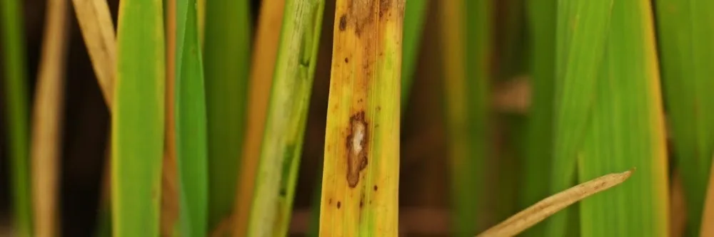 Top 23 How to get rid of blythe 6 Pythium Blight Control: How To Get Rid of Pythium Blight