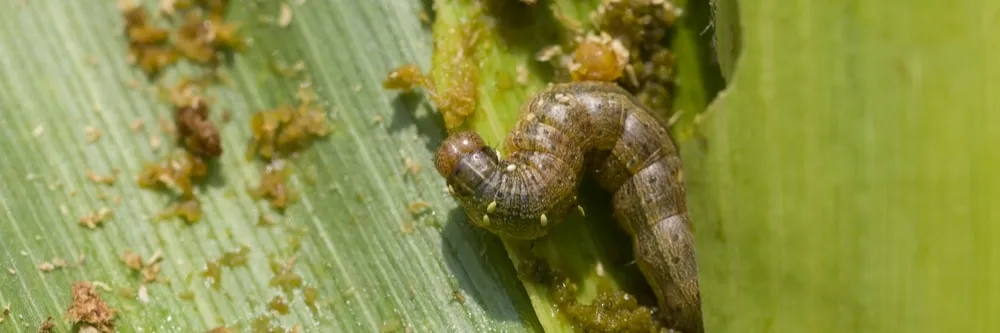 download army worm treatment