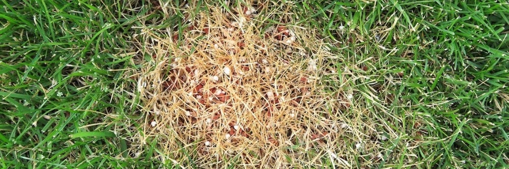 how-to-repair-fertilizer-burns-on-lawns-solutions-pest-lawn