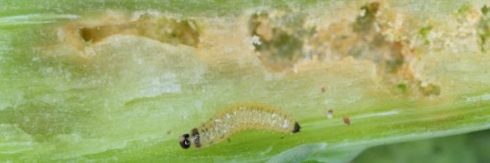 Pesticides For Flea Larvae Inside