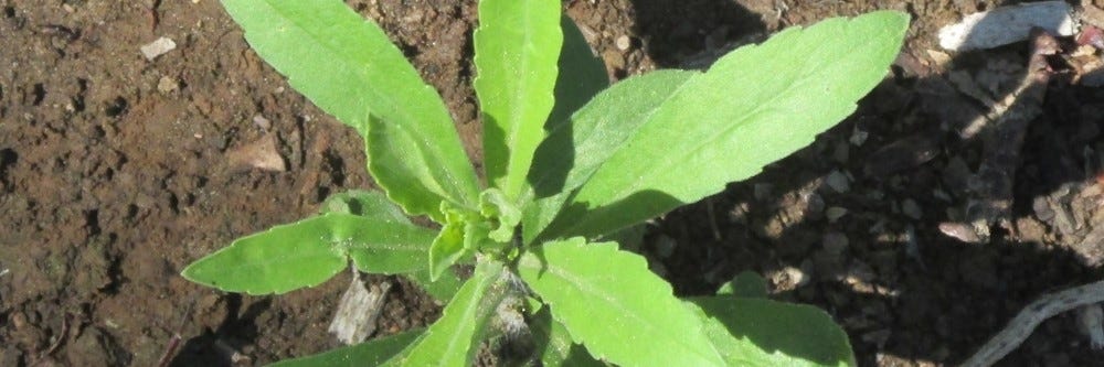 How To Get Rid Of Fleabane