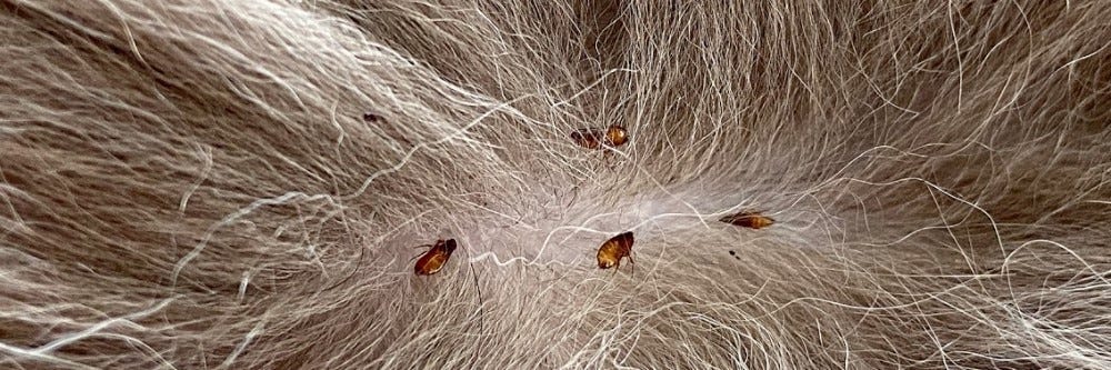 Biggest Flea Myths You've (Probably) Heard | Solutions Pest & Lawn