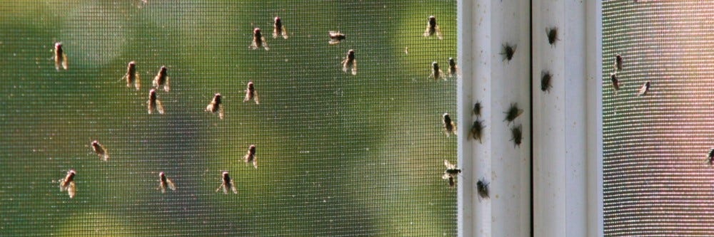 What Does It Mean When There is a Lot of Flies in Your House 