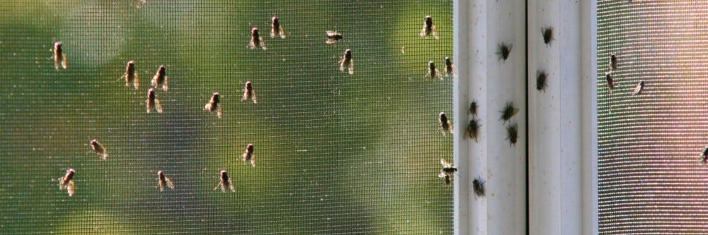 Flies On Window 