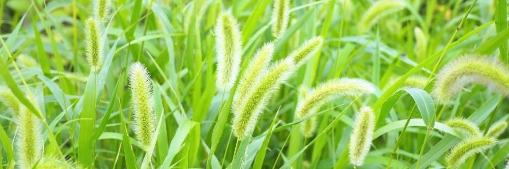 Foxtail Weed Control How To Get Rid Of Foxtails Diy Foxtail Weed Treatment Guide Solutions 9971