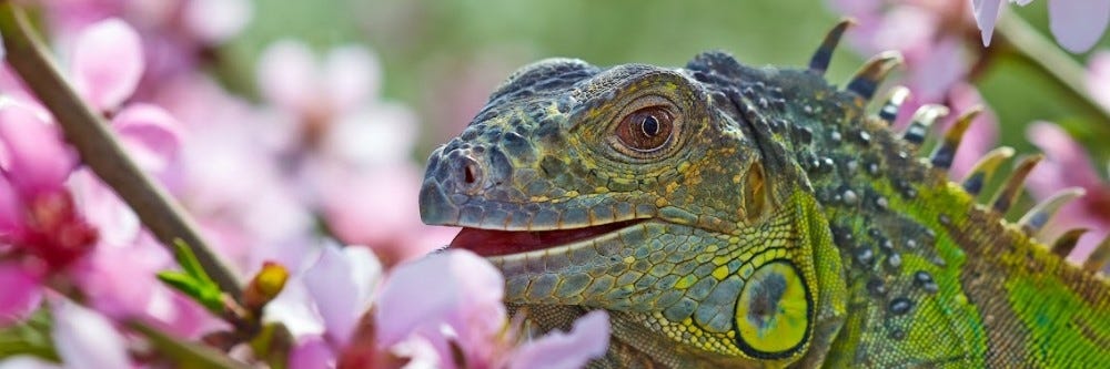 Çiçekler yiyen iguana