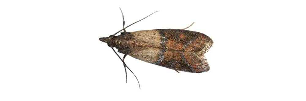 Pantry Moths vs. Clothes Moths: The Differences That Matter