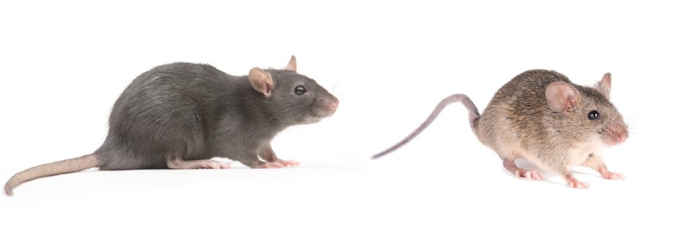 What is a humane mouse trap, and why does it matter? · Goodnature