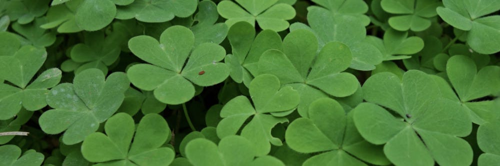 Oxalis Weed Control How To Get Rid Of Oxalis Solutions Pest Lawn
