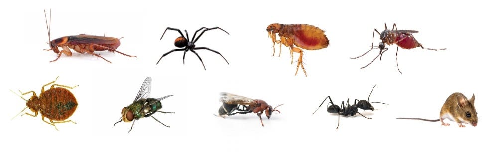 Do Your Own Pest Control Near Me | Pest Control