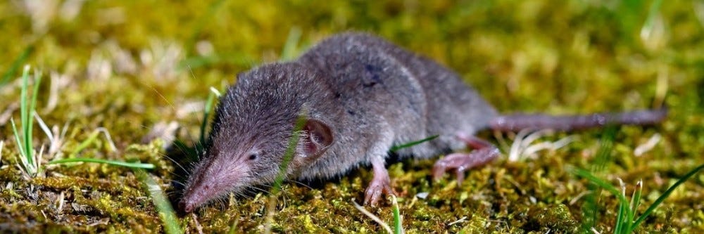 Shrew Control: How to Get Rid of Shrews | Solutions Pest & Lawn