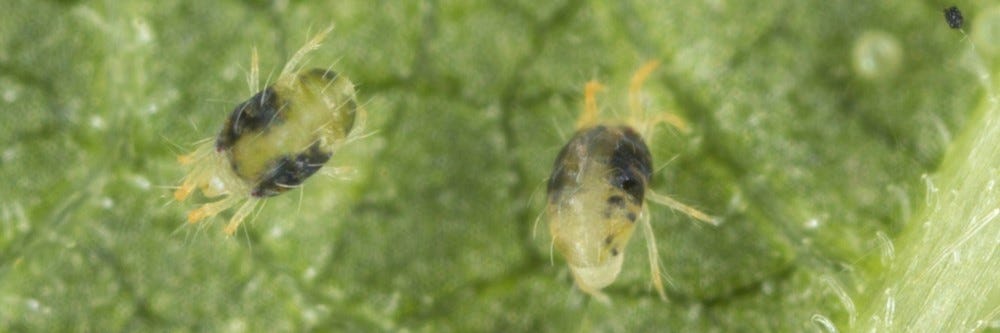 Spider Mite Control: How to Get Rid of Spider Mites