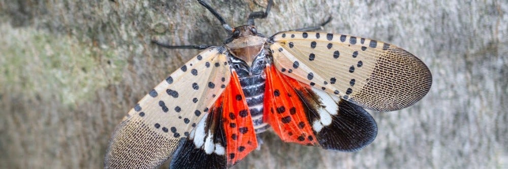 Spotted Lanternfly Management for Residents