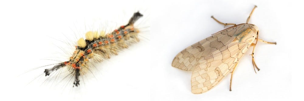 Types Of Tussock Moths