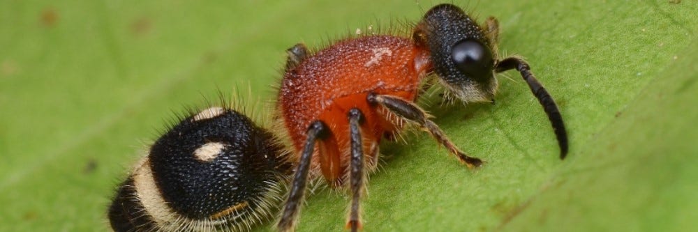 Velvet Ant Control: How to Get Rid of Velvet Ants