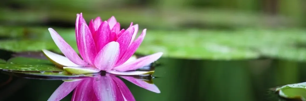 Water Lily