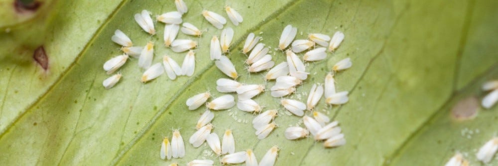 Top 20+ how to get rid of whiteflies 4 Whitefly Control: How to Get Rid of Whiteflies