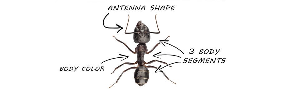 ant ants identification control solutions rid guide