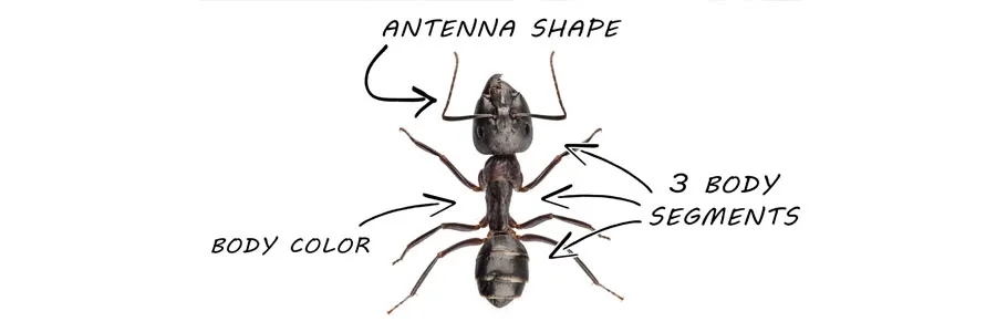 ant ants identification control solutions rid guide