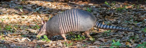 Ormanlık Alanda Armadillo