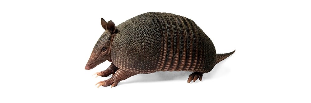 Beyaz Zemin Üzerine Armadillo