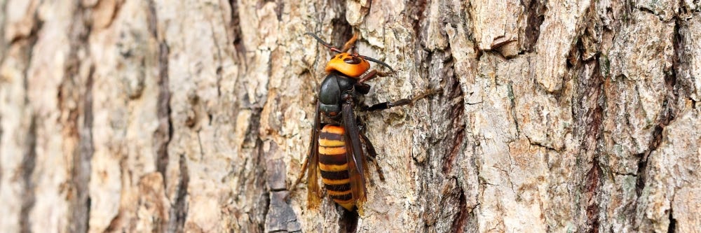 All You Need To Know About Asian Giant "Murder" Hornets