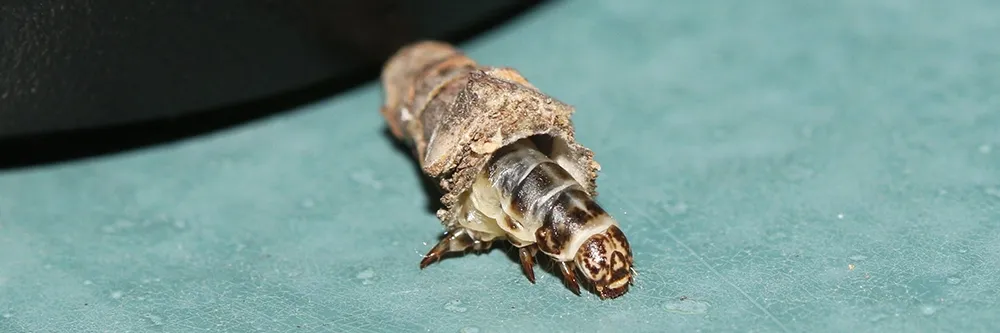 Bagworm Control: How To Get Rid of Bagworms