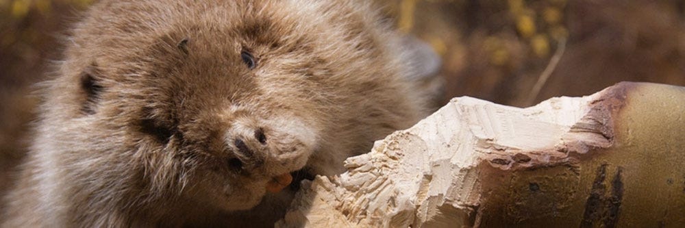beaver inspection damage