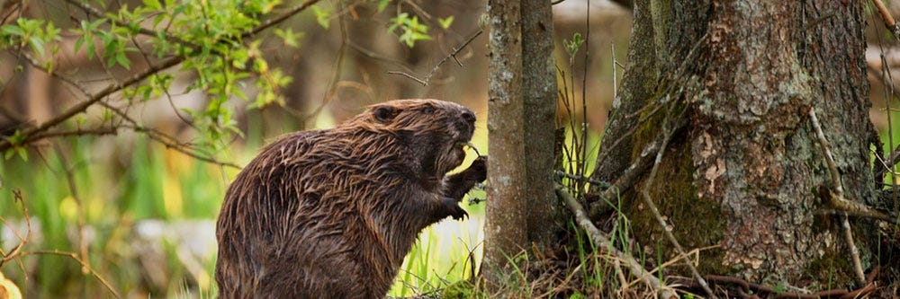 Beaver Control: How To Get Rid of Beavers | DIY Beaver Treatment Guide