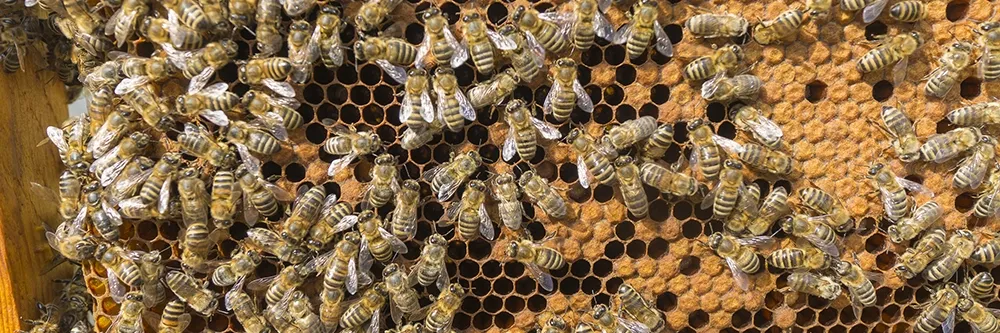 How to Get Rid of Bees From Your Home Safely