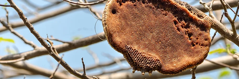 honey bees nest