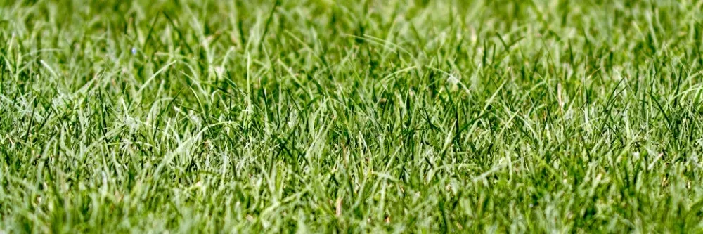 Bermuda Grass Control: How to Maintain Bermuda Grass Yearly