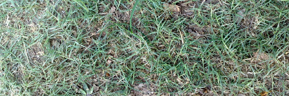 Bermuda Grass Herbicide