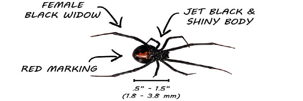 How Do Cellar Spiders Kill Black Widows : Black widow more poisonous than rattlesnakes found in UK ... / Black widow spiders are not usually deadly, especially to adults, because.